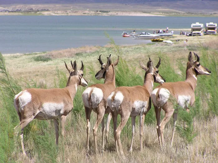 Stateline Cove Campground Picture 4