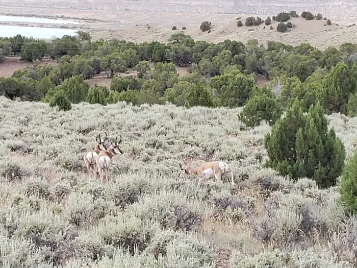 Antelope Flat Campground Picture 6