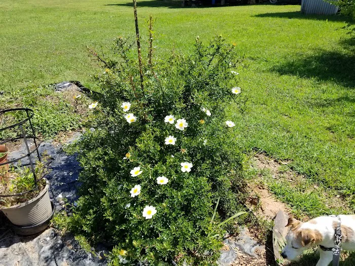 Caldwell's Trailer Court Picture 8