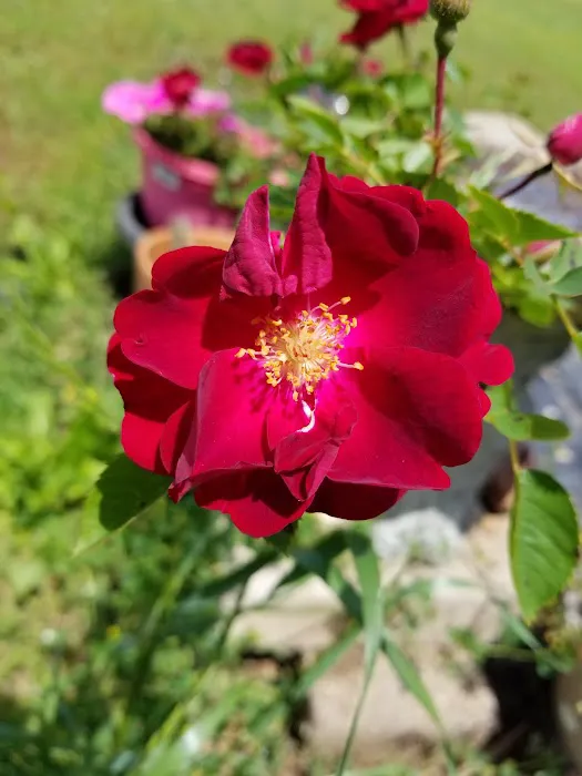 Caldwell's Trailer Court Picture 4