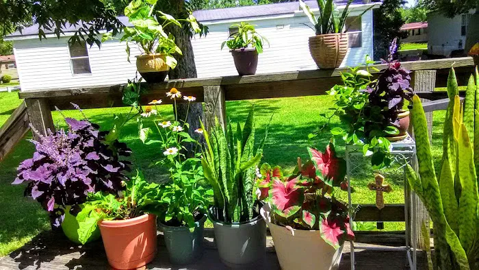 Ventura Park Picture 3