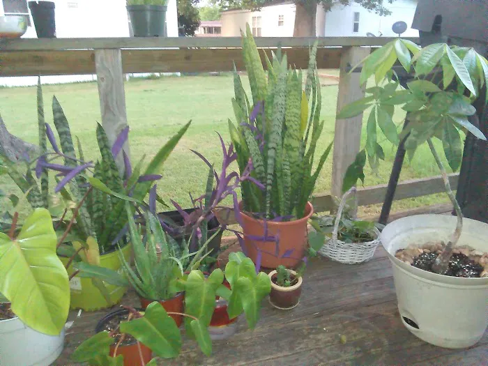 Ventura Park Picture 8