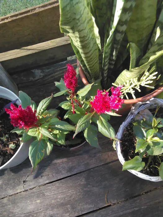 Ventura Park Picture 6