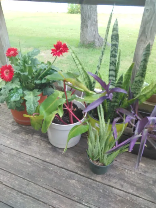 Ventura Park Picture 5