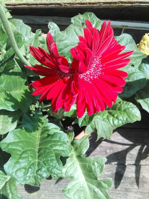 Ventura Park Picture 9