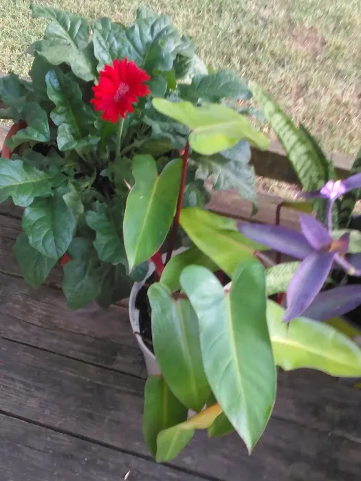 Ventura Park Picture 7