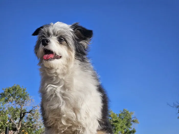 Swinging Bridge North Campground Picture 1