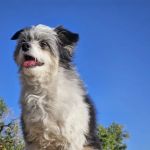 Swinging Bridge North Campground
