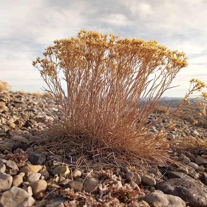 Cedar Mountain Campground Picture 2