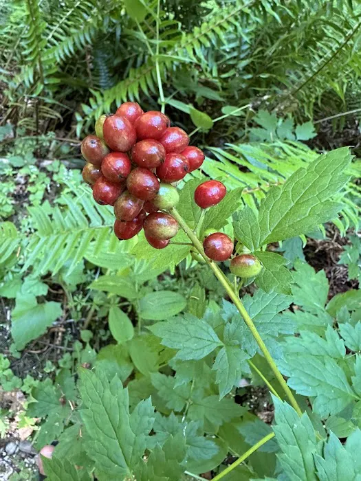 Twanoh State Park Campground Picture 4