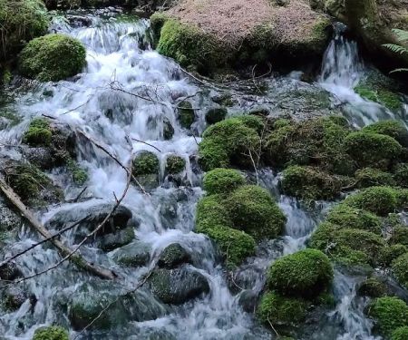 Silver Springs Campground