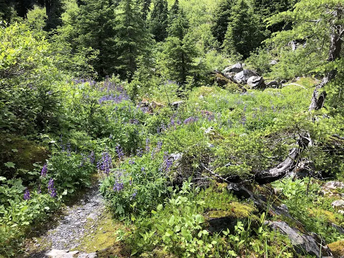 Honeymoon Meadows Picture 8