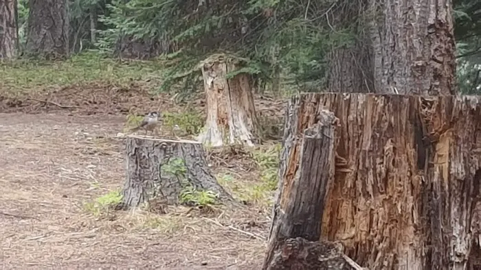 Cougar Flat Campground Picture 2