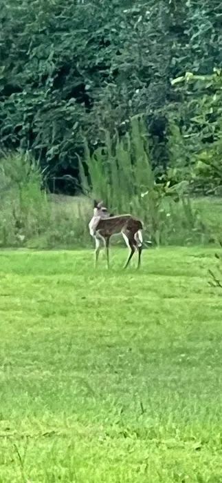 Pebble Hill RV Resort Picture 2