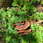 Soda Springs Campground