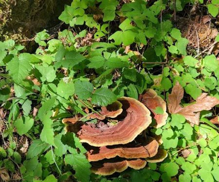 Soda Springs Campground