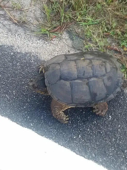 Victory Manor Mobile Home Park Picture 9