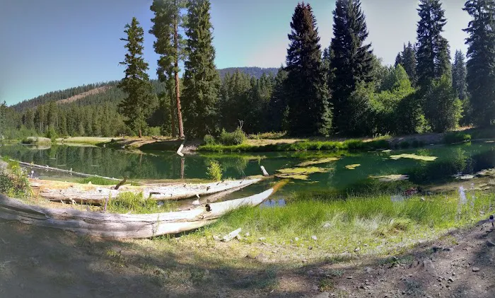 Longmire Meadow Picture 1