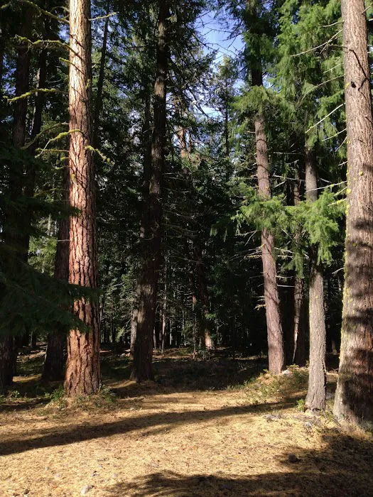 Longmire Meadow Picture 7