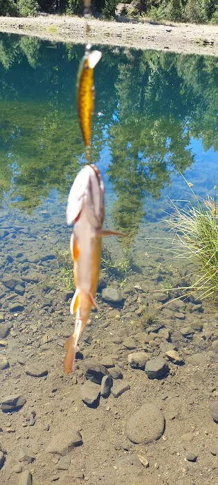 Longmire Meadow Picture 3