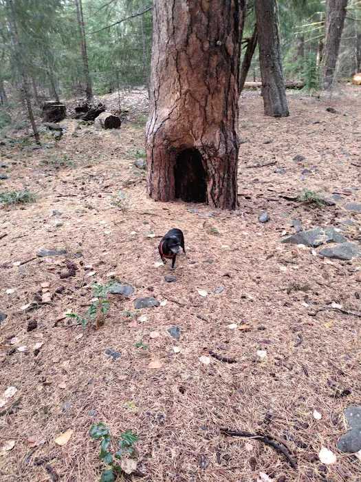 Longmire Meadow Picture 10