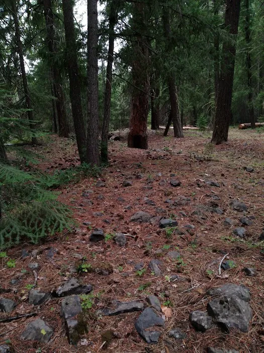 Longmire Meadow Picture 5