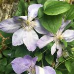 Pilaguamish Community Club