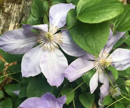 Pilaguamish Community Club