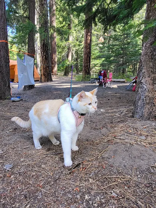 Little Naches Campground Picture 4