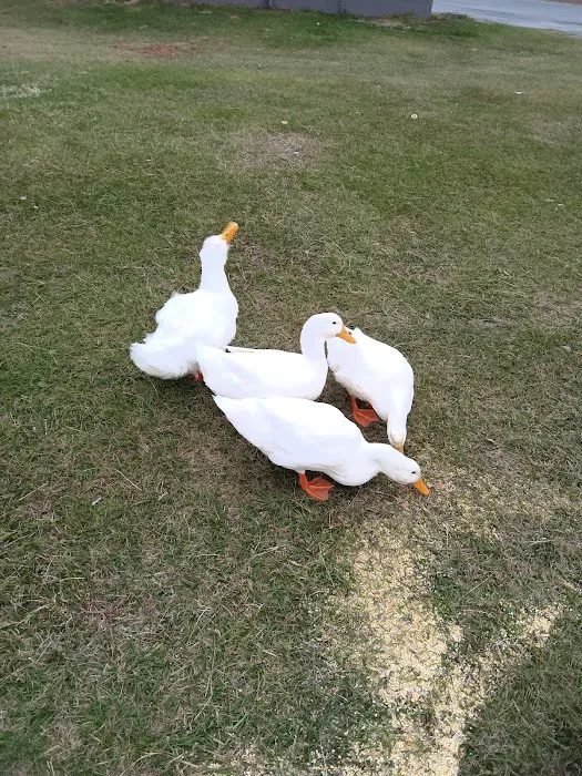 Paulk Park RV Park Picture 8