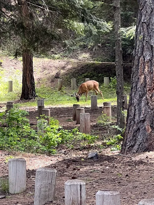 South Fork Campground Picture 5