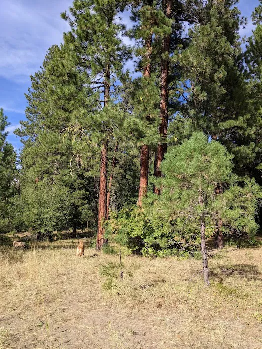 South Fork Campground Picture 7