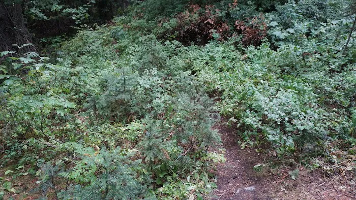 Dan's Campground Picture 5