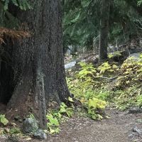Fireweed Campground ico