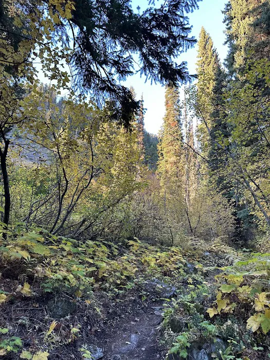 Fireweed Campground Picture 5