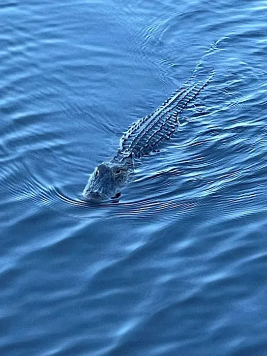 Coastal Georgia RV Resort Picture 7