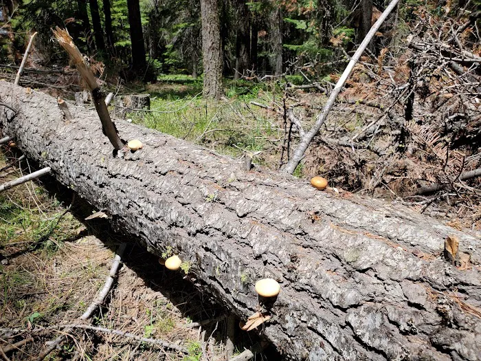 Barnhouse Campground Picture 5