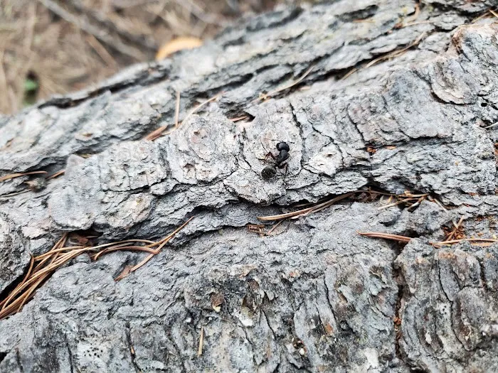 Barnhouse Campground Picture 8