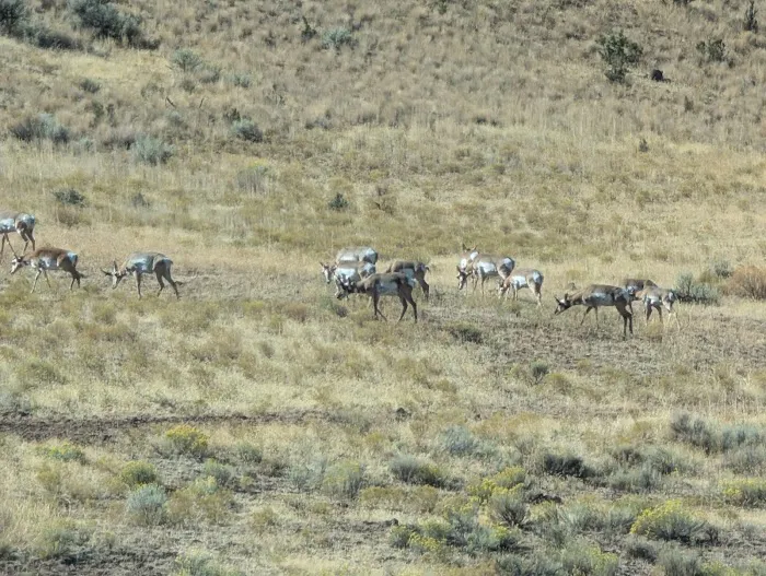 Ochoco Divide Campground Picture 3
