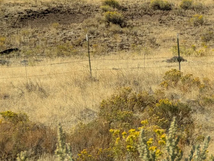 Ochoco Divide Campground Picture 5