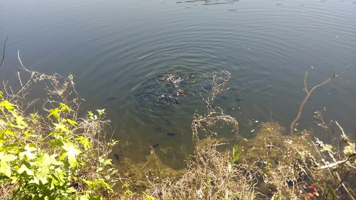 Pondside RV Site Picture 5