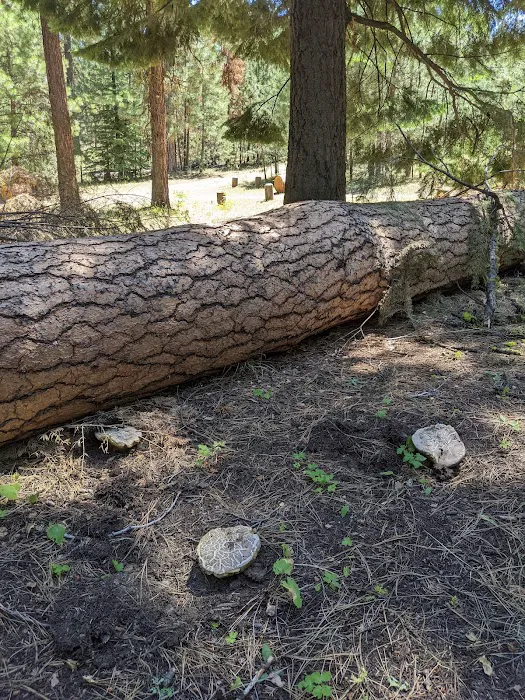 Pine Creek Campground Picture 2