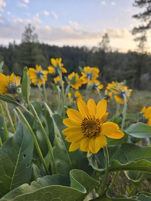 Fairview Campground Picture 4