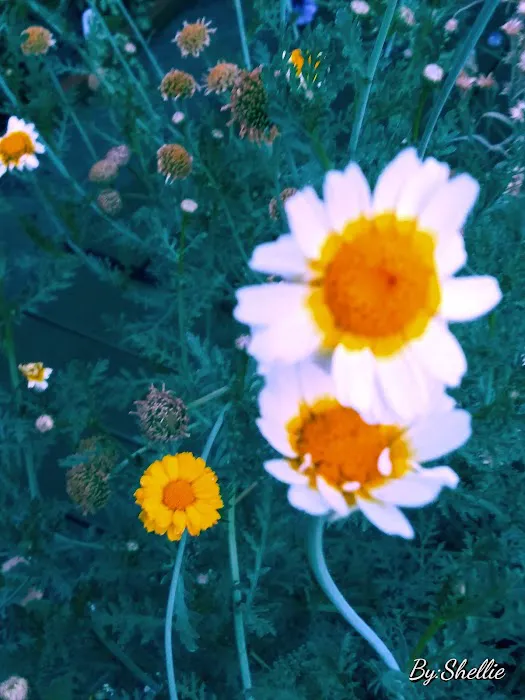 USDA Forest Service Picture 6