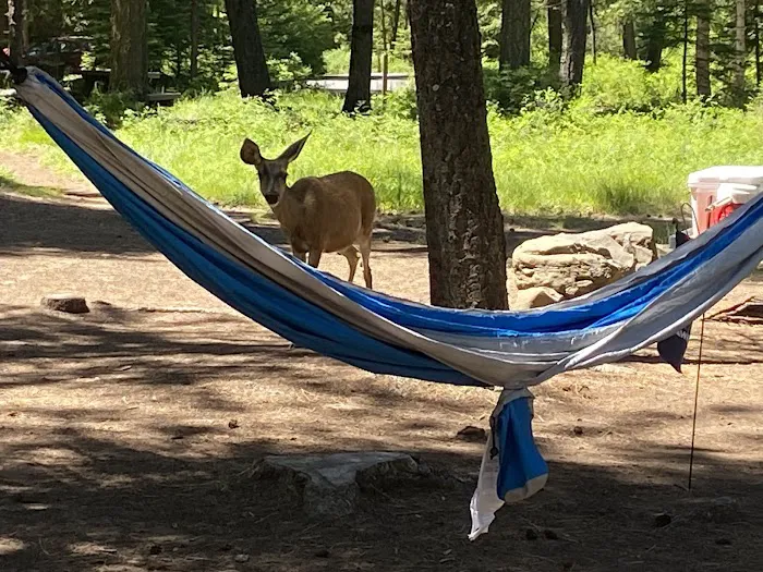 Bull Prairie Lake Campground Picture 2