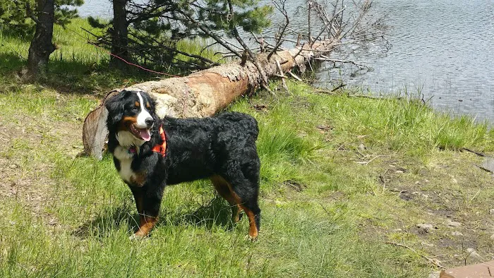 Penland Lake Campground Picture 8