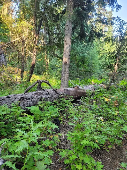 Cutsforth Campground Picture 6