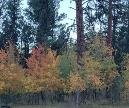 Rock Springs Campground