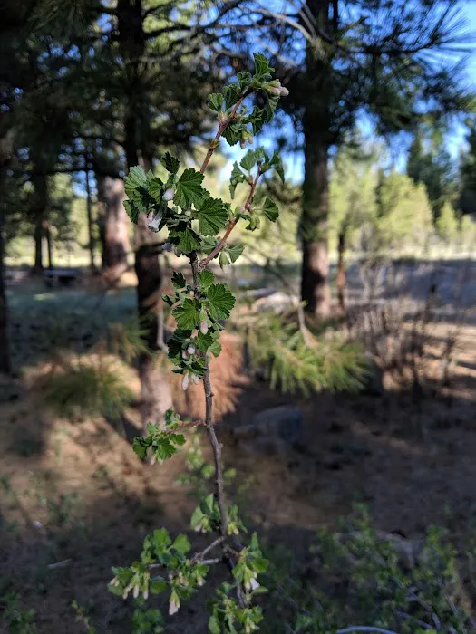 Idlewild Campground Picture 4