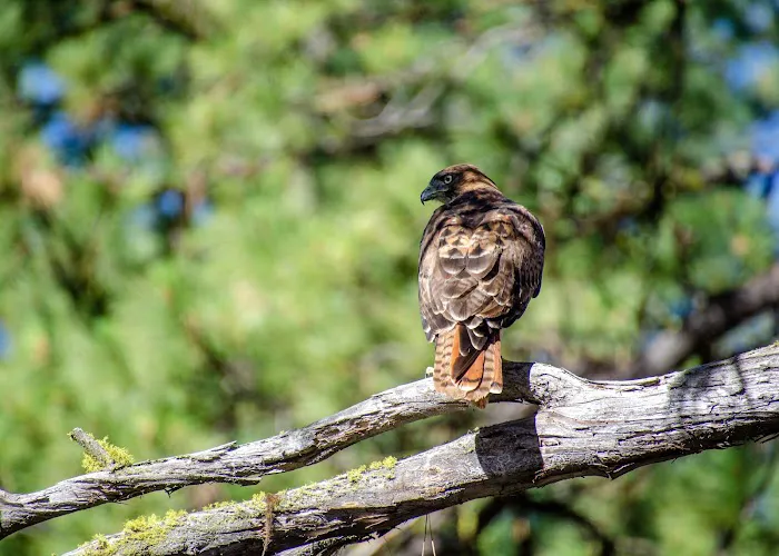 Idlewild Campground Picture 7